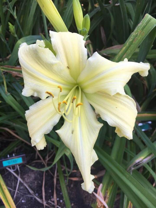 white seedling 001